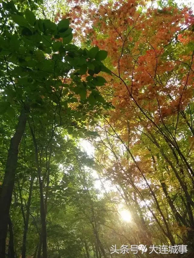 大连庄河天门山一日游,大连庄河天门山国家森林公园