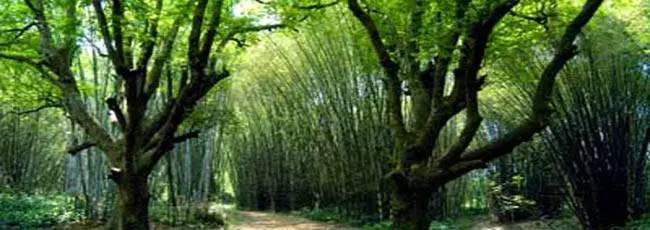 广西哪些地方风景好,广西哪些山好玩