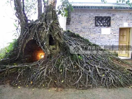 广西榜样,广西优秀的学习榜样