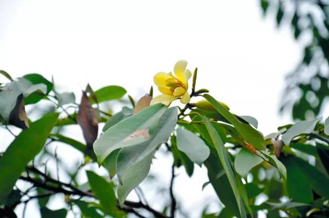 120年，你绝不可能错过的一种“川大之美”