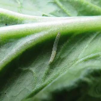 农药苏云金杆菌哪儿有,苏云金杆菌的主要功能