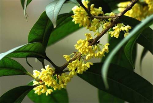 最佳赏桂花地点手绘地图,桂花赏花地图