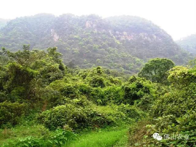 广东省重阳登高好去处,佛山重阳登高有哪些山