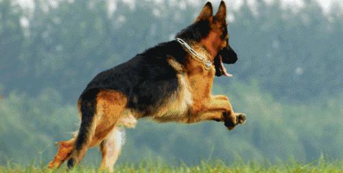 姿势|海关首次境外选犬,为何挑的是它?