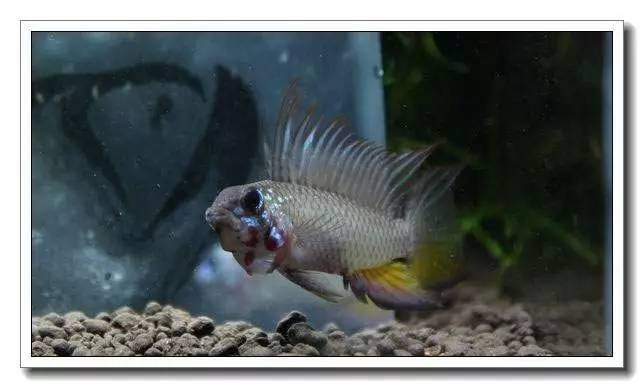 南美短鲷繁殖后注意事项,南美短鲷组缸怎么养