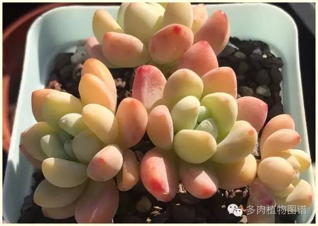 才离家半个月，回来后看到家里的多肉一阵狂喜~