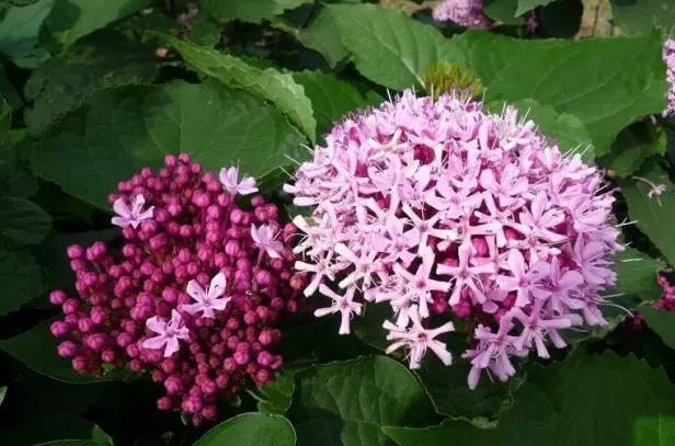 12种药材,滁州道地药材有哪些