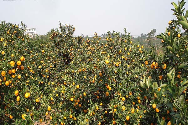 农民加入合作社后可以退出吗,农村成立合作社个人怎么办