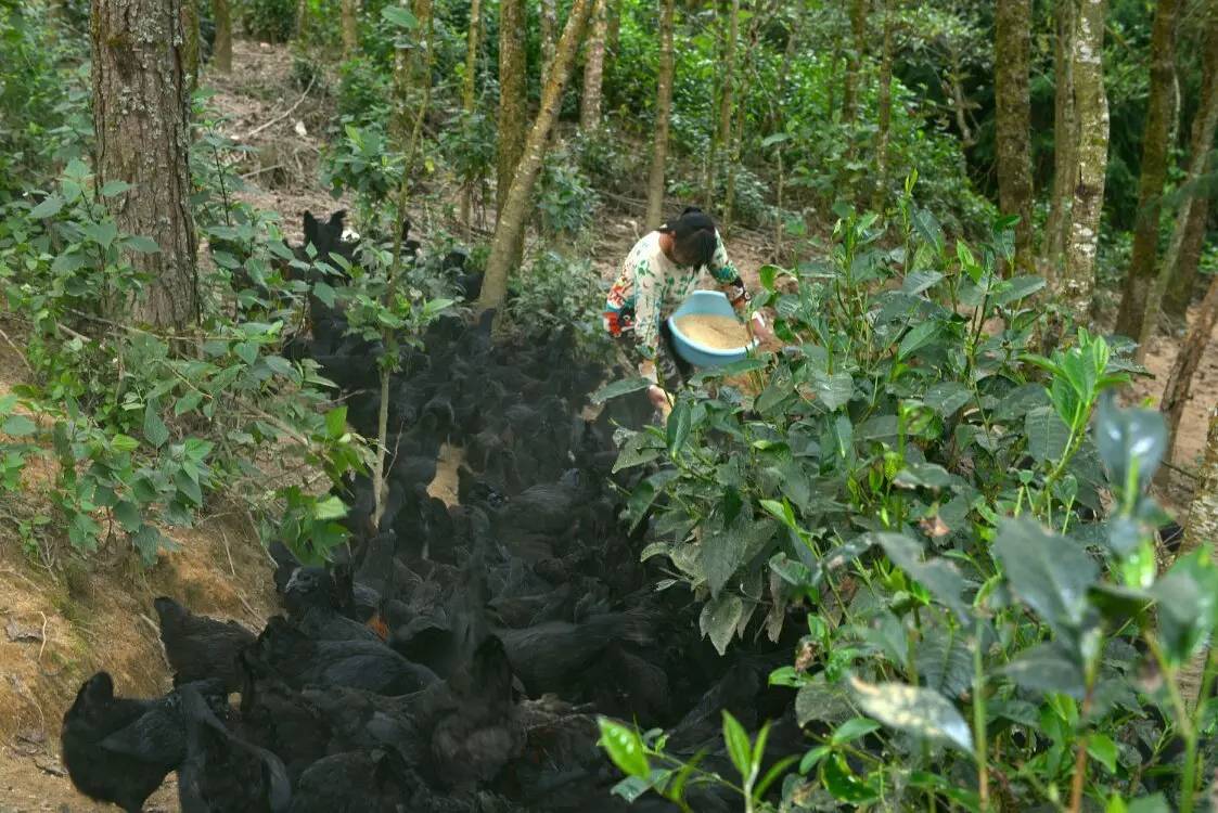 养鸡养羊还养生，德宏的这个地方，去了就不想走了！