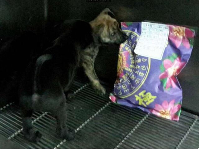 母狗发烧小狗全死,母狗发烧了