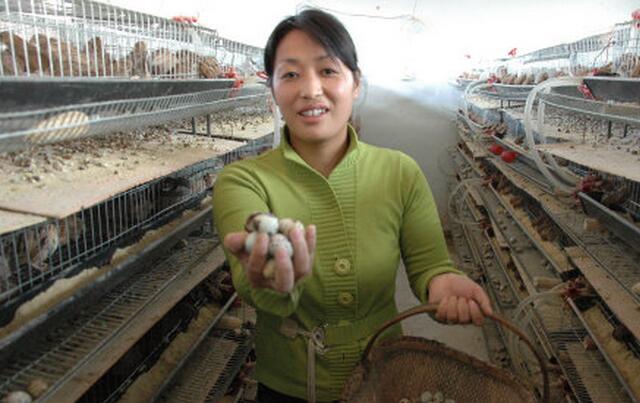 养鹌鹑好还是养鸽子好,养鹌鹑和蛋鸡哪个效益好