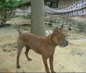 中国的土狗有哪些品种,中国最凶猛的十大土狗