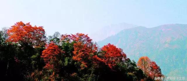 秋看落叶，夏玩水！成都边边观红叶圣地推介