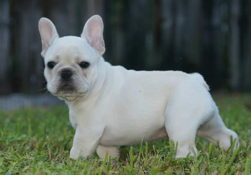 养斗牛犬的基本常识和技巧,养斗牛犬的基本常识有哪些