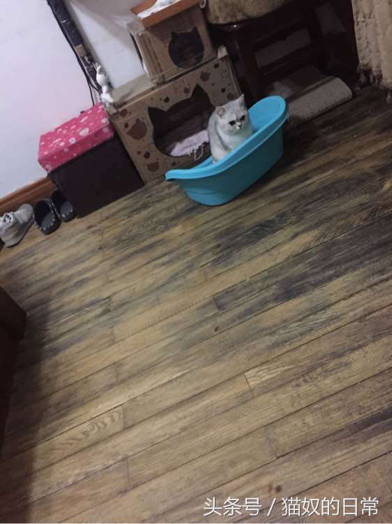 猫咪吃了皮筋但是还正常玩耍,猫咪吃了好长一截塑料绳