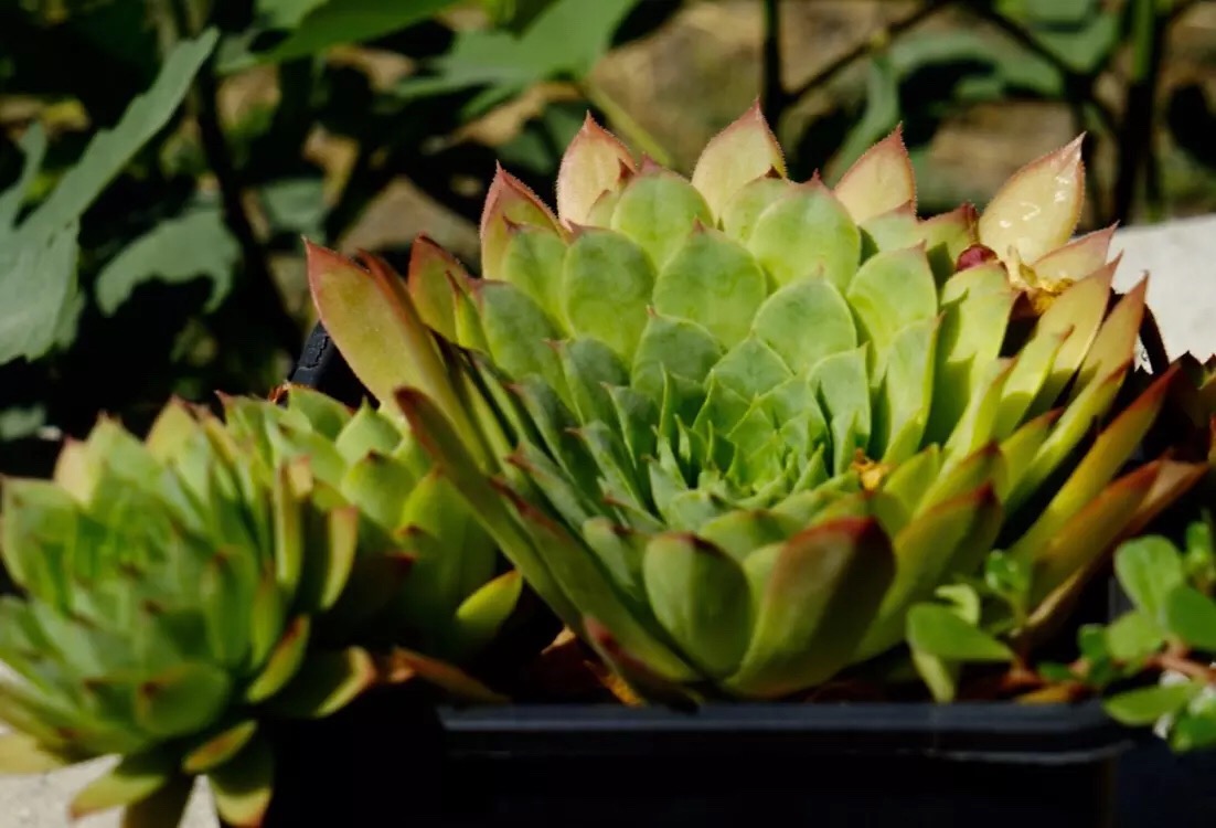 心中有爱人生才能一路芬芳,心若有阳光一路都是芬芳