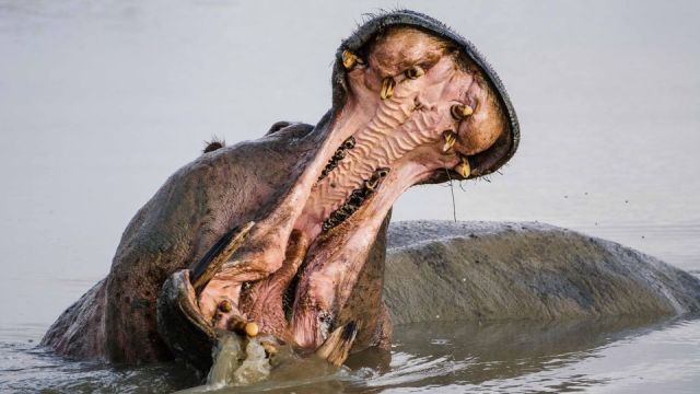 河马为什么不像马,河马长得不像马为什么叫河马