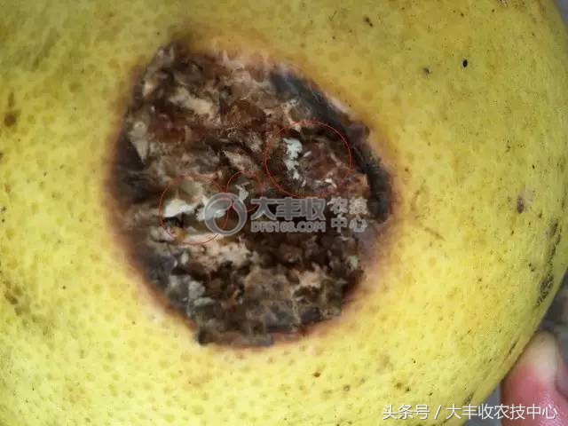 柑橘里长蛆虫能吃吗,吃到蛆柑怎么办