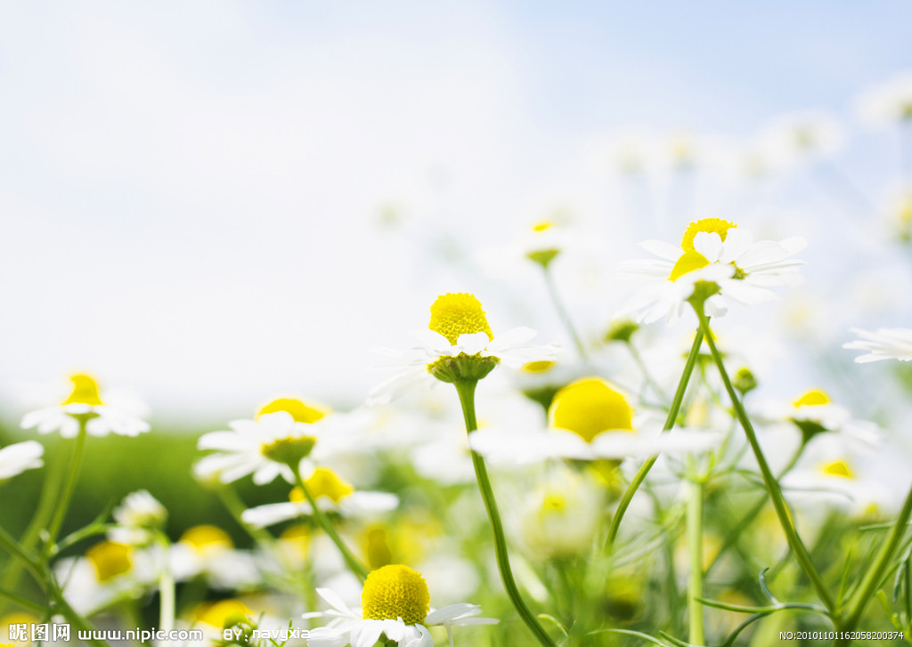 猫咪不吃东西,喵咪不能吃什么植物