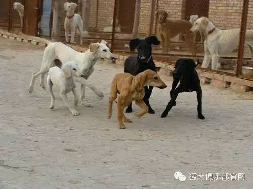 中国的土狗有哪些品种,中国最凶猛的十大土狗