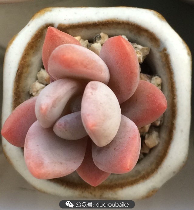 小盆多肉浸盆,小盆养多肉还用陶粒吗