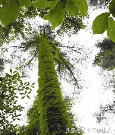 西陵峡山楂树之恋取景地,湖北宜昌山楂树之恋取景地