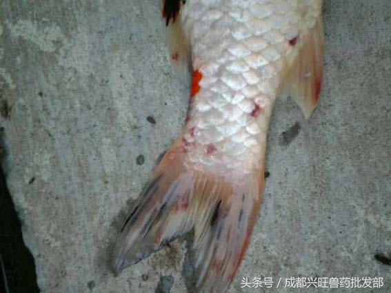 锚头蚤是什么动物的幼虫,锚头蚤幼虫