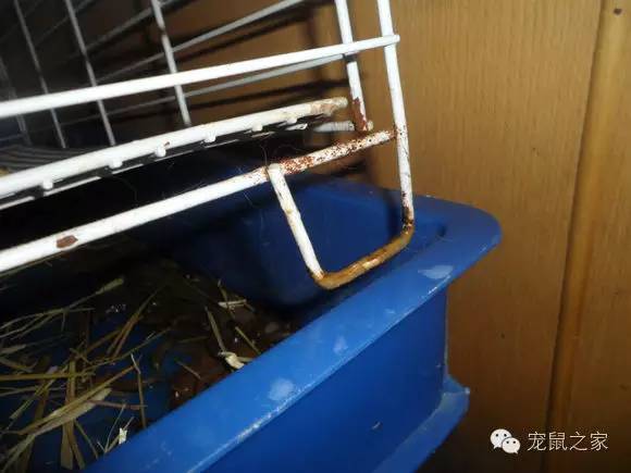 豚鼠各类饲养装备优缺点汇总之上篇