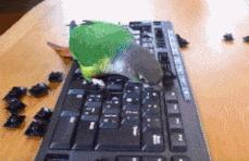 我们不踢球,我们是足球的搬运工