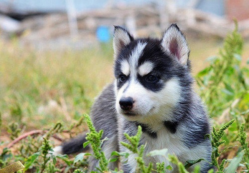 哈士奇幼犬整天没精神就想睡觉,哈士奇呕吐黏液没精神