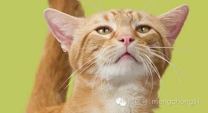 猫咪感染了猫瘟怎么办？如何治疗和预防？