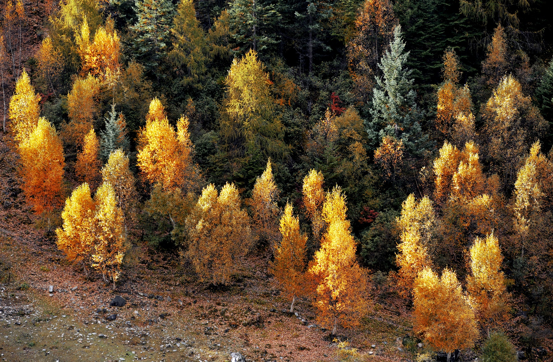 四川雅安宝兴夹金山天气预报,赞美宝兴夹金山红叶