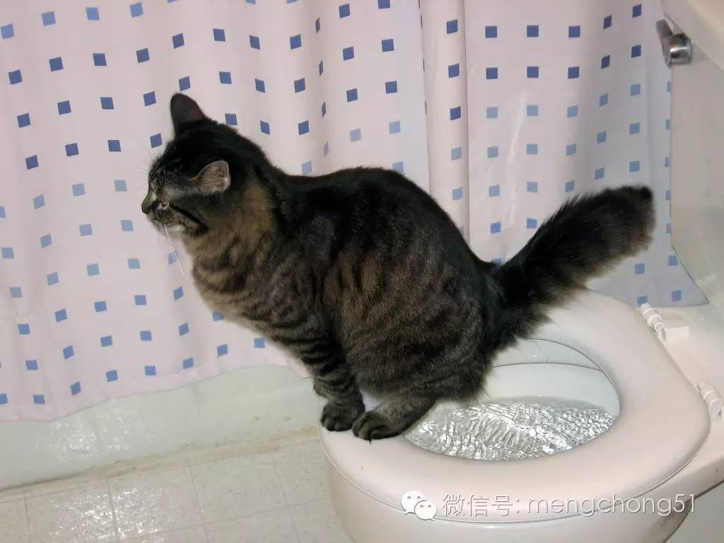 猫咪拉肚子应该怎么办,猫咪拉肚子怎么治疗