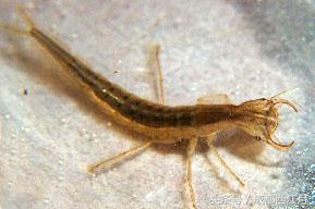 在栽秧的季节里，要是遇上它们可就倒了血霉了！