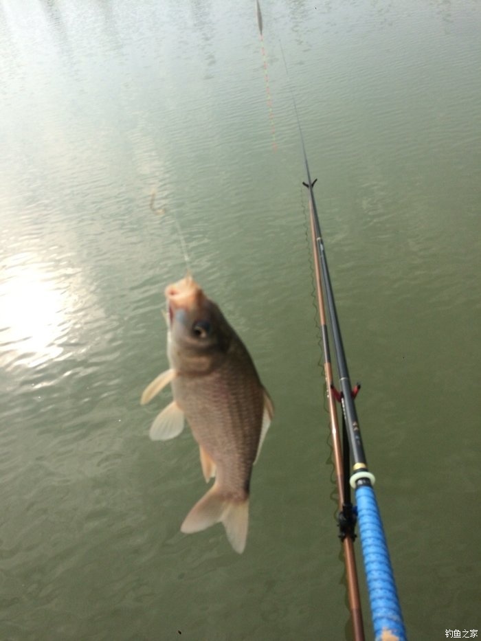 新手入门鱼竿推荐品牌,新手入门推荐鱼竿