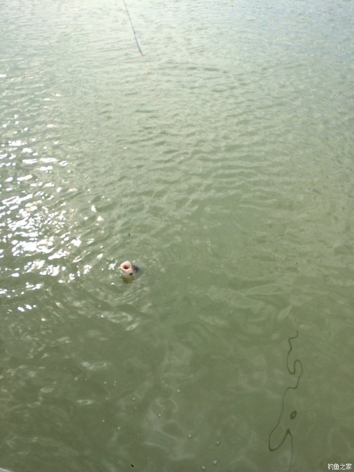 新手，说说几款入门级的鱼竿！