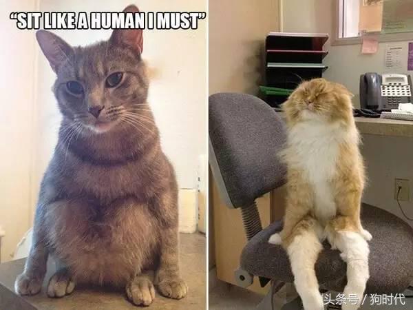 喵星人平常很高冷,喵星人高冷