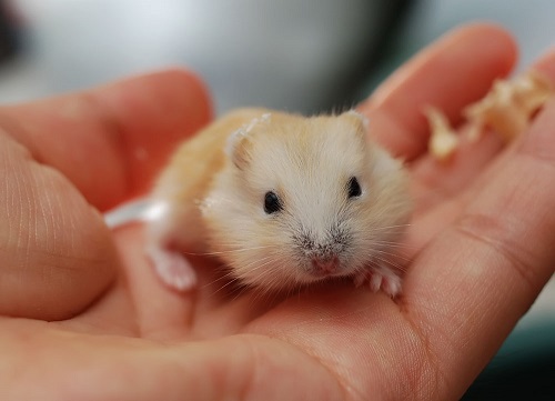 如何让仓鼠不往笼子上尿尿,如何让仓鼠去指定的位置上厕所