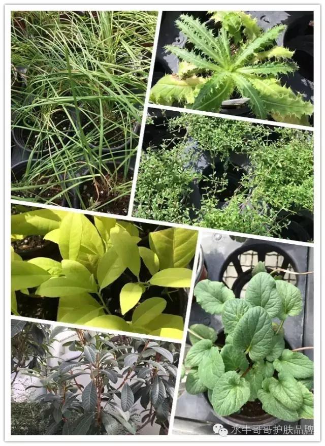 韩国化妆品是怎么生产的,韩国化妆品韩国人知道多少