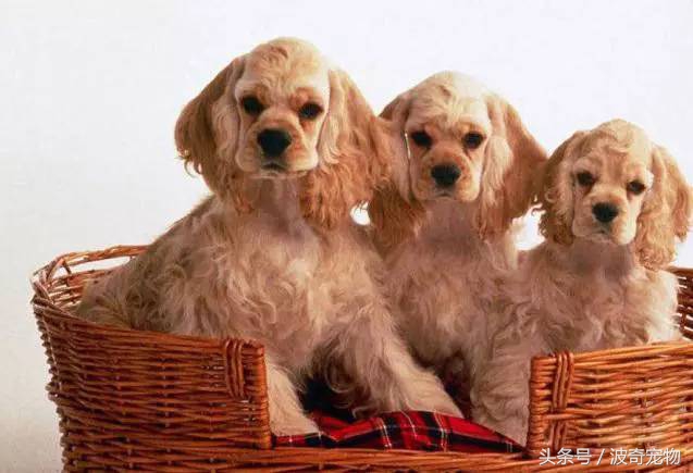 狗狗品种大全带你走进狗狗的世界,狗狗品种大全看看你认识几种