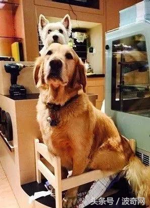 金毛喝醋,金毛到底有多吃醋