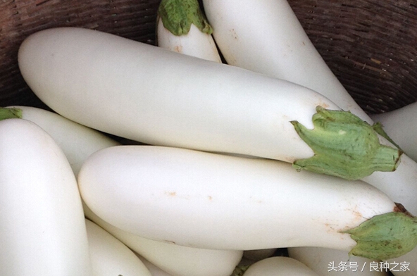 餐桌上常见的本土作物是什么,10种常见的粮食作物