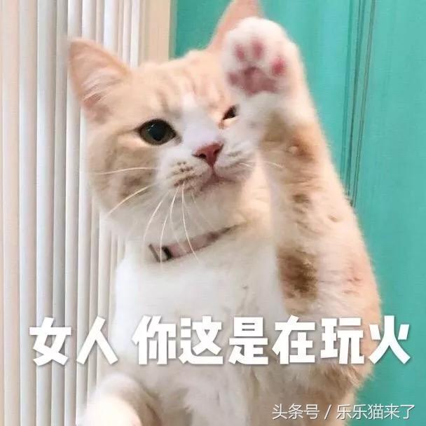 我家猫咪很害怕我怎么办,养猫咪一个月还是很凶怎么办