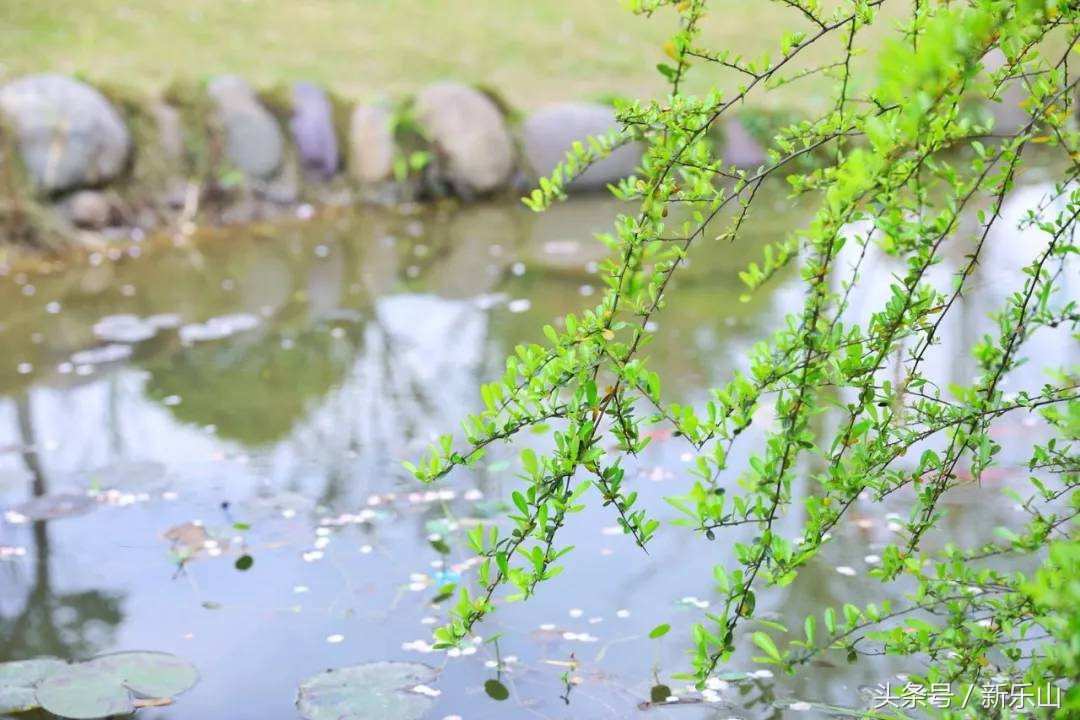 乐山的春天有多美,没去过乐山大佛但感觉去过