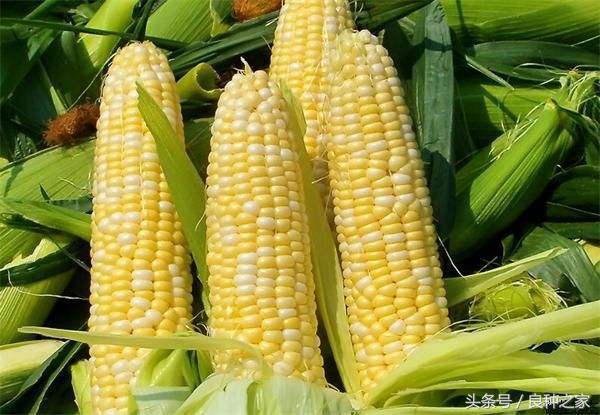 餐桌上常见的本土作物是什么,10种常见的粮食作物