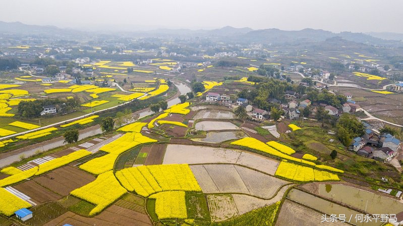 重庆千亩油菜花开“醉”游人,航拍千亩花海惹人醉