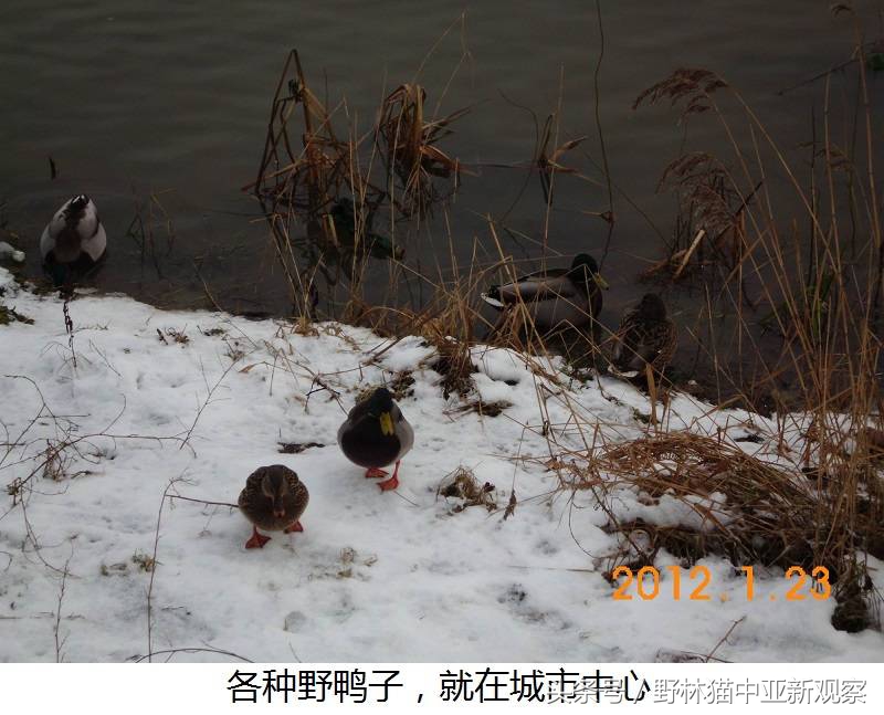 野林猫之-俄罗斯琥珀之都探秘