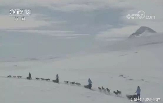 极地哈士奇雪橇,哈士奇到了北极就是狗王