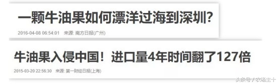 牛油果是怎么炒作起来的,牛油果是怎样炒作起来的