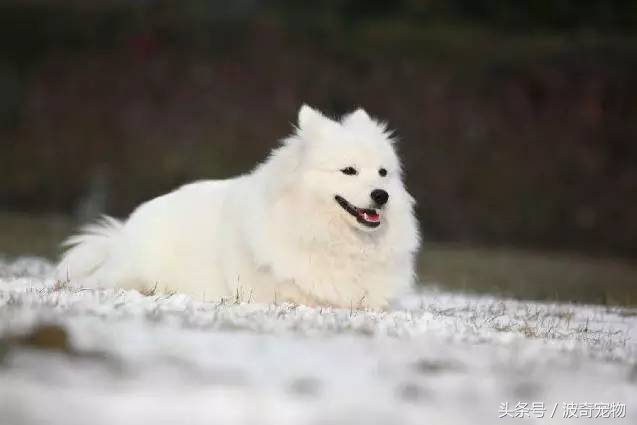 狗狗品种大全图片及简介,狗狗的所有类型品种大全介绍